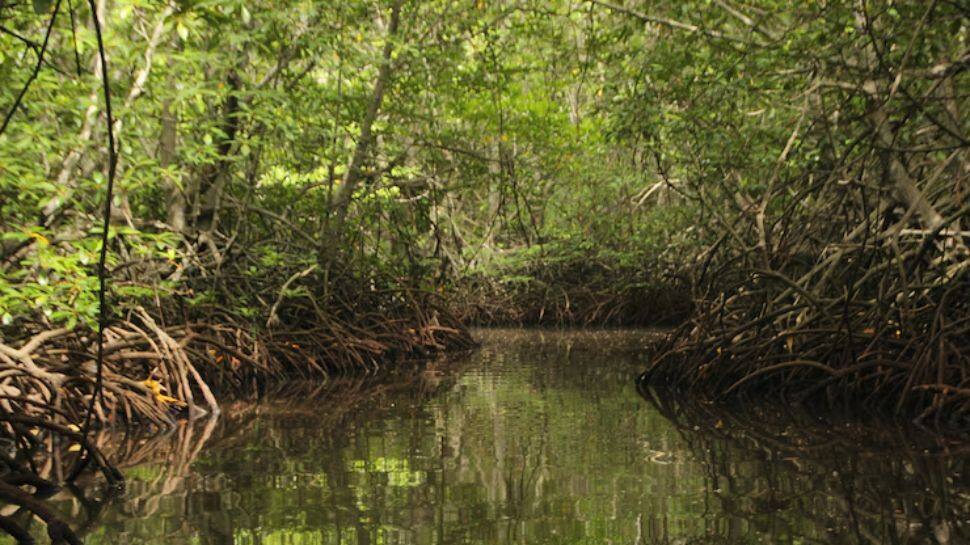 Sundarbans Mangrove Forest, West Bengal