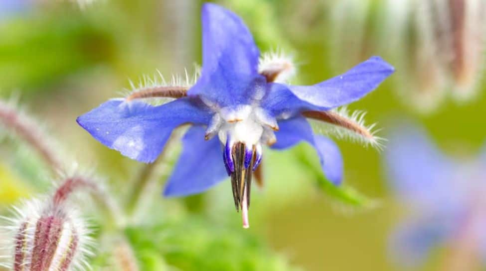 7. Borage