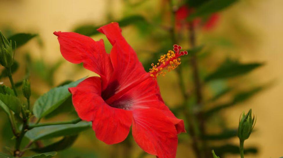 6. Hibiscus