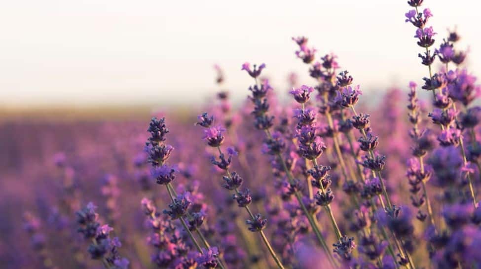 5. Lavender