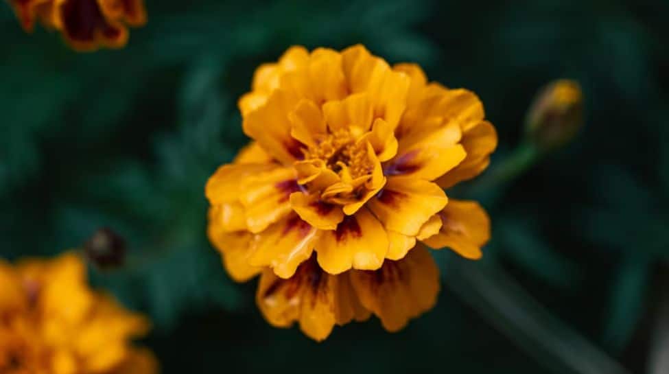 3. Calendula (Marigold)