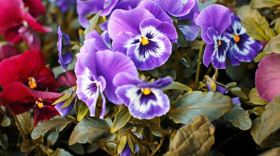 2. Pansies