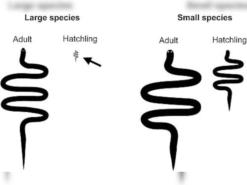 Say Hi To World's Smallest Snake Which Is Just 4 Inches Long, Wide As A ...