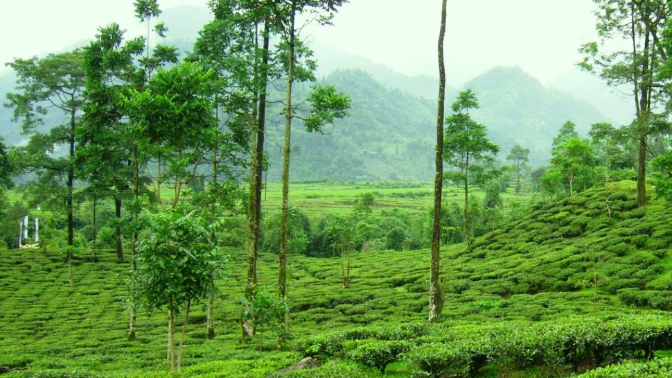 West Bengal’s Dooars Region