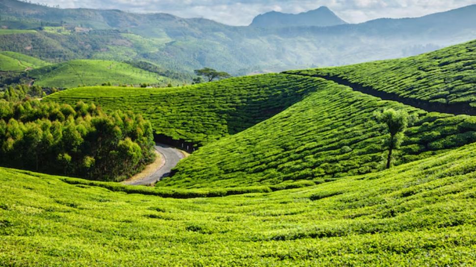 Munnar, Kerala