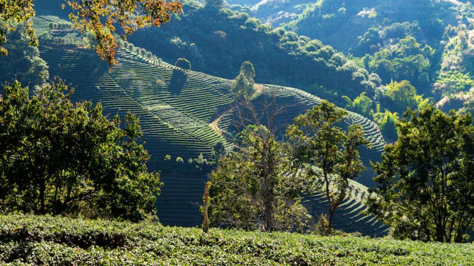 Nilgiri Hills, Tamil Nadu