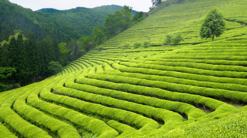 Darjeeling, West Bengal