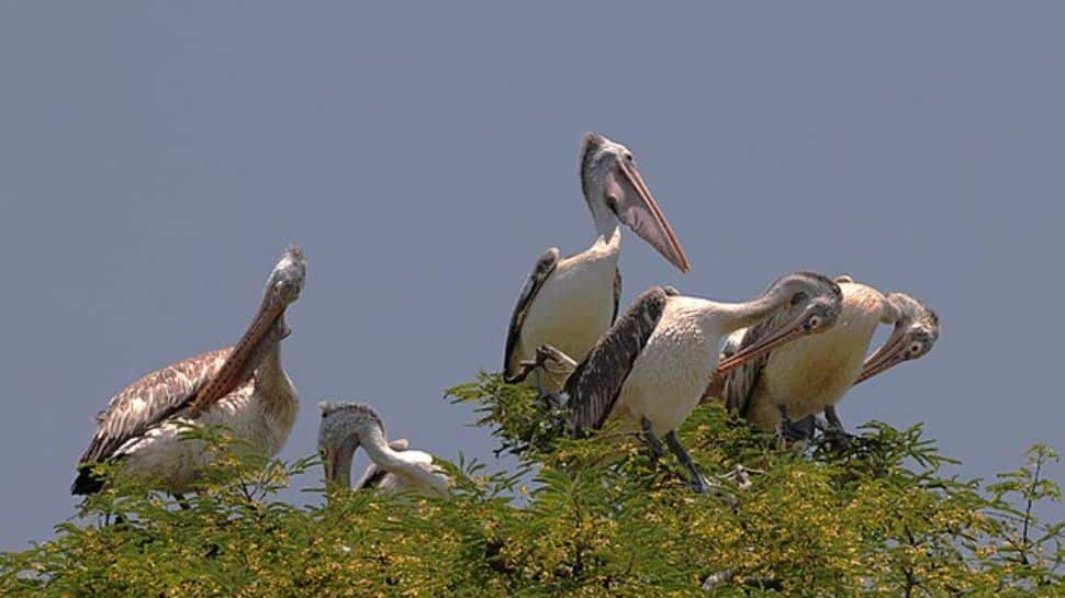Kokkare Bellur, Karnataka