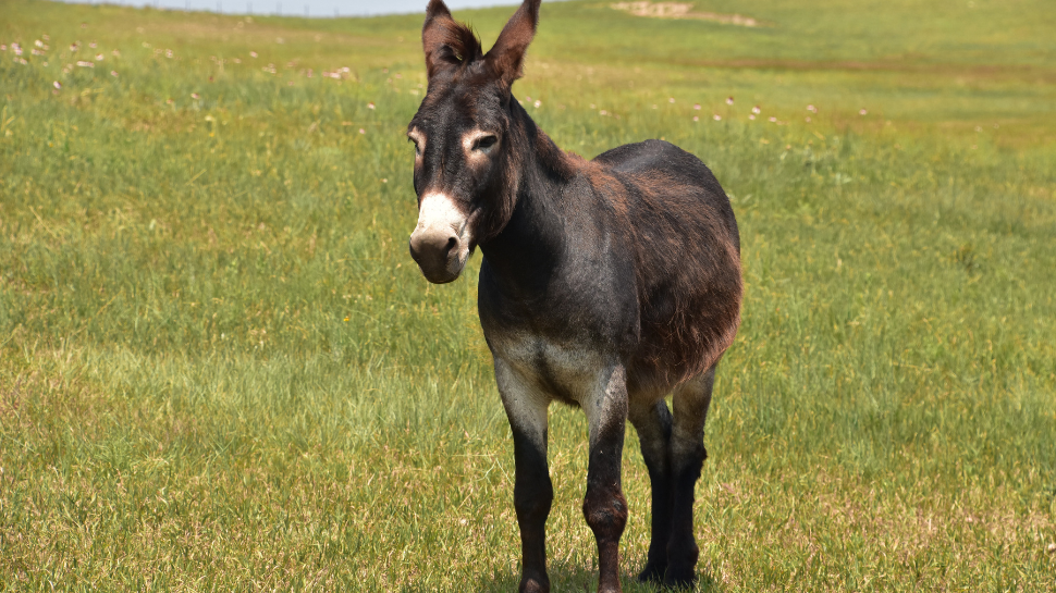 Another Expensive Item From Donkey Is...