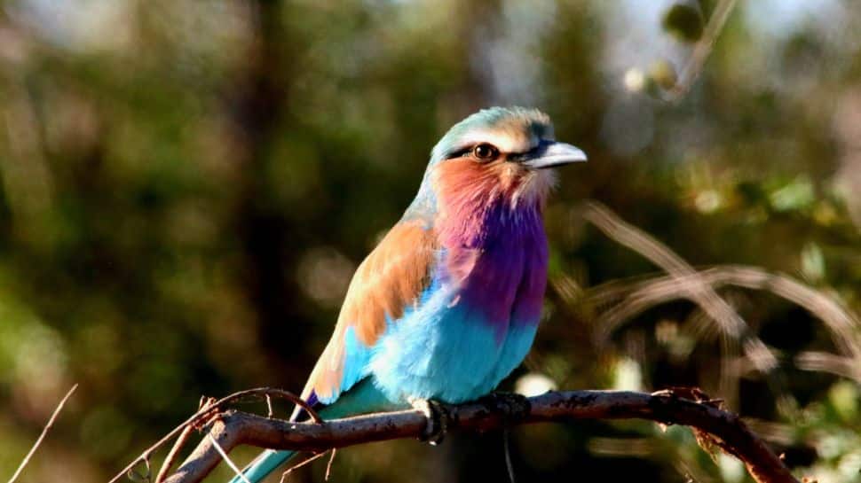 Kruger National Park, South Africa
