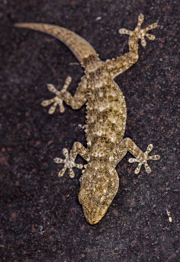 Random House Lizard Can Lizards Bite And Are They Poisonous? Everything You Need to Know ...