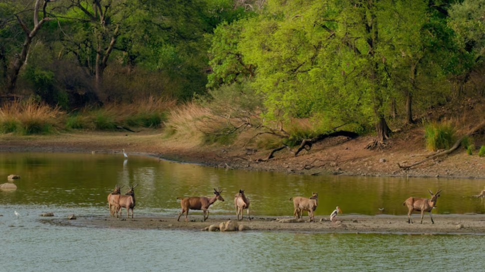 Sanjay Gandhi National Park
