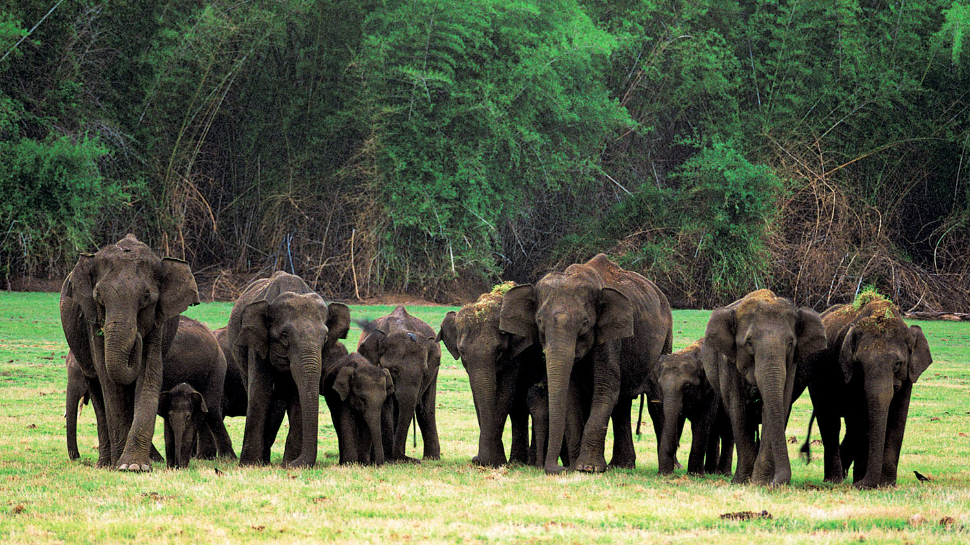 Nagarhole National Park, Karnataka