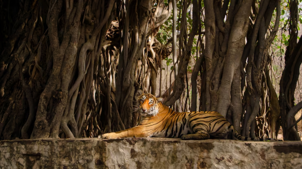 Sundarbans National Park, West Bengal