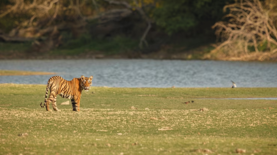 Tadoba Andhari Tiger Reserve, Maharashtra
