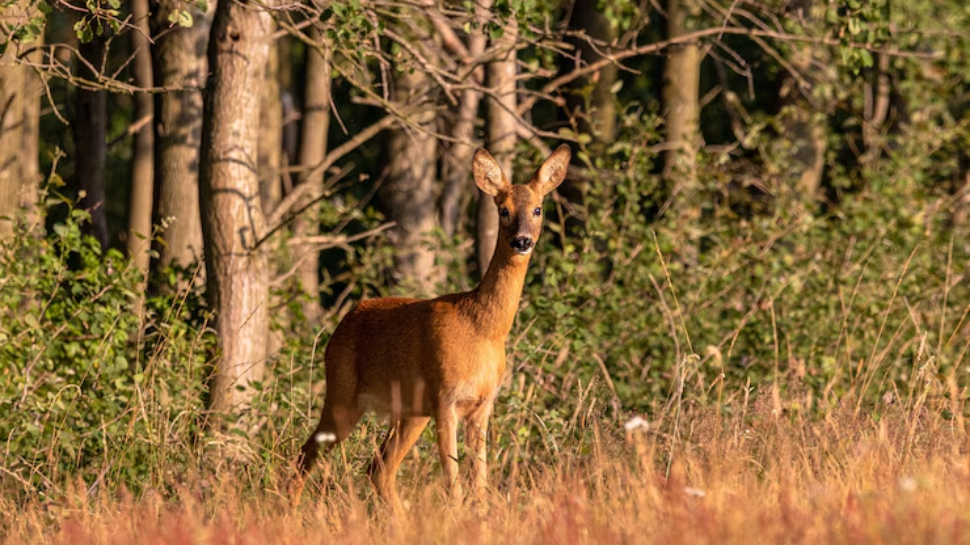 Kanha National Park, Madhya Pradesh
