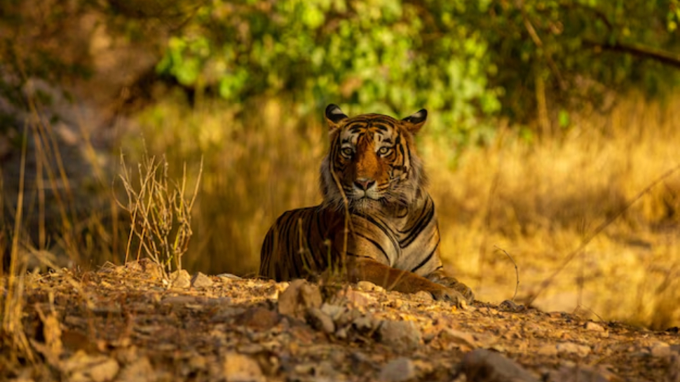 Bandhavgarh National Park, Madhya Pradesh