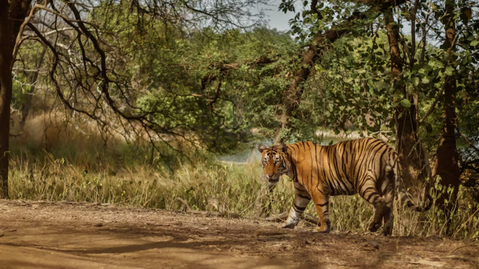 Jim Corbett National Park, Uttarakhand