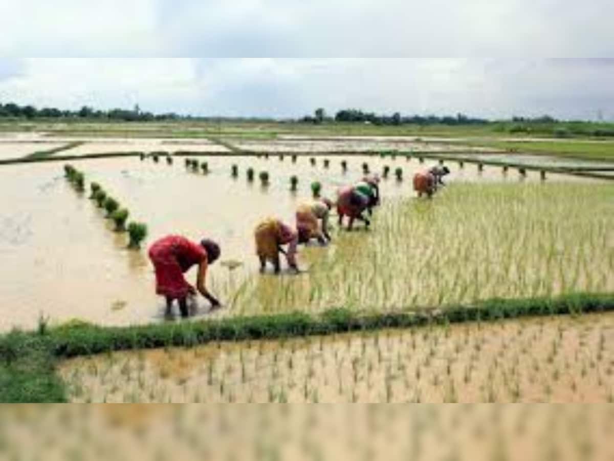 PM Modi-led Cabinet Approves Minimum Support Prices (MSP) For Kharif Crops For Marketing Season 2025-26  zeenews.india.com