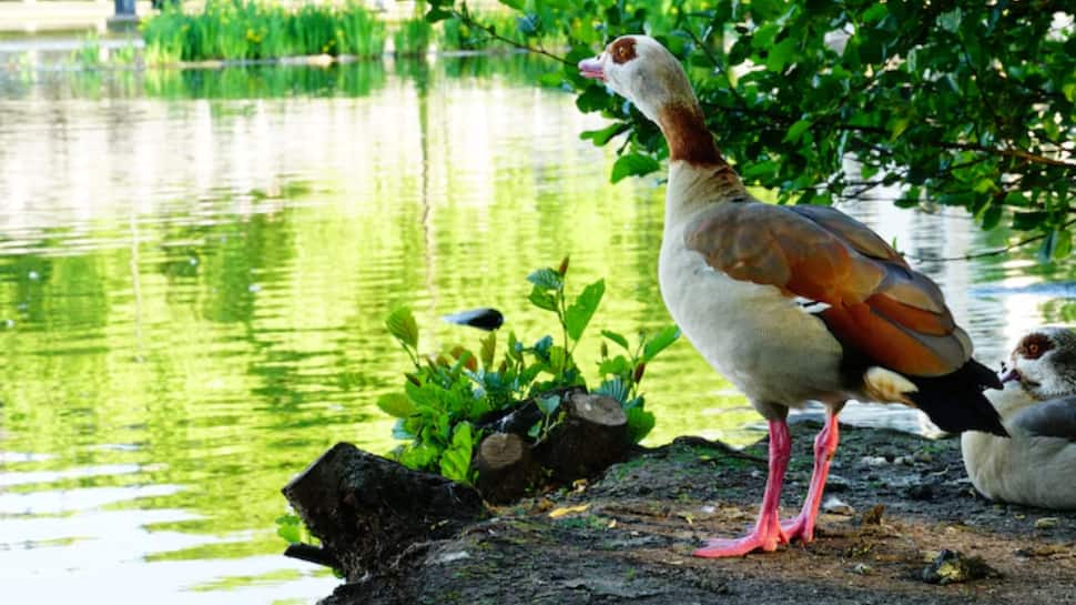 Bird Watching at Kumarakom Bird Sanctuary