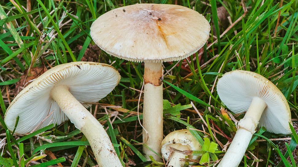 Do Mushrooms Talk? Scientists Say The Fungi Know 50 Words Do Mushrooms Talk? Scientists Say The Fungi Know 50 Words