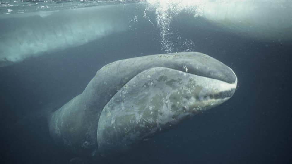 Meet Oldest Whale In The World: A 200-Year-Old Bowhead Still Swimming The Arctic Seas, Has Lived Through World Wars, Space Races And… | Science & Environment News
