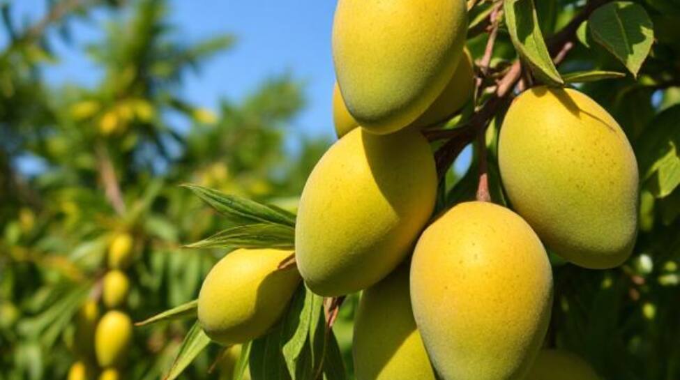 Langra Mango – India