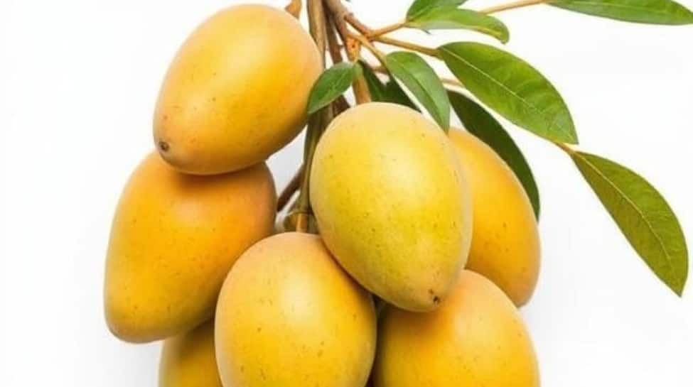 Chaunsa Mango – Pakistan/India: