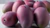 Miyazaki Mango – Japan: