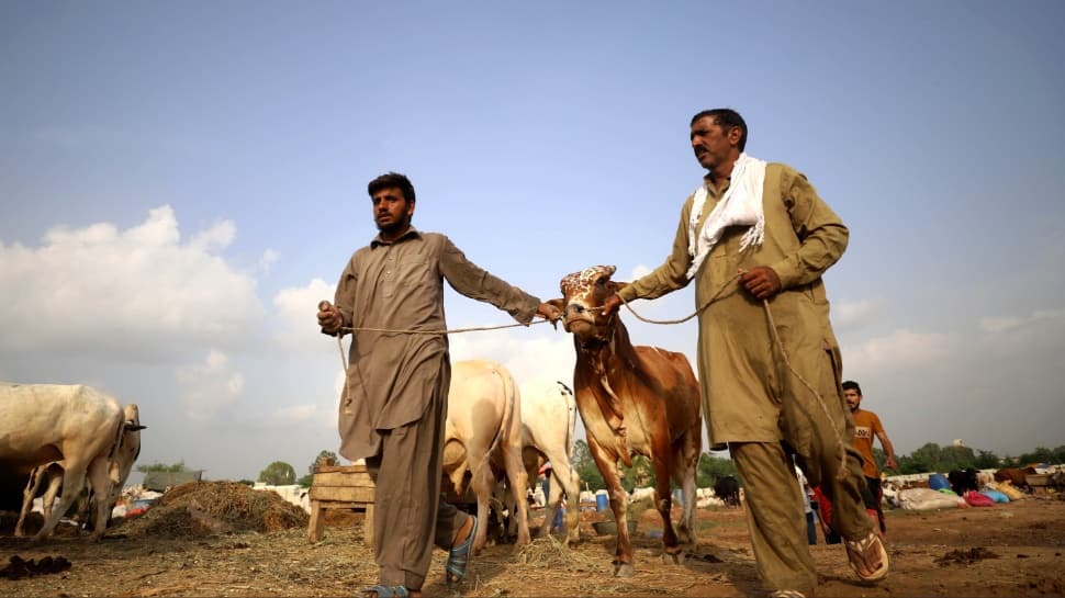 Eid al-Adha Crackdown: Why Ahmadis In Pakistan To Be Fined Rs 1.5 lakh If They Make Animal Sacrifice, Offer Namaz?