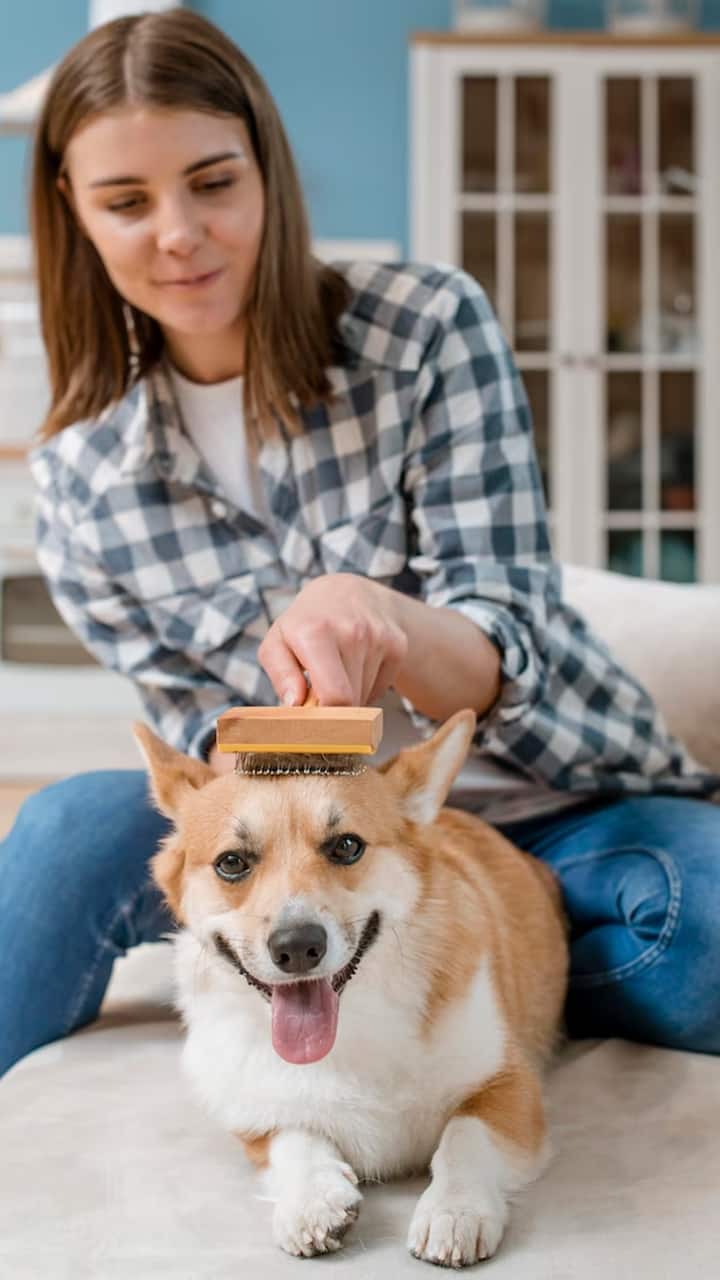 10 Best Dog Breeds With Less Hairfall