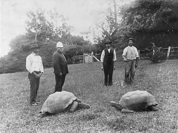 World's Oldest Living Tortoise's Age World's Oldest Living Tortoise's Age