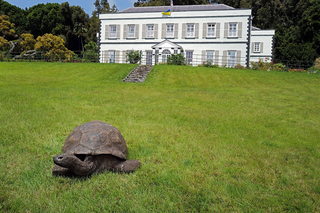 Meet Jonathan - World's Oldest Living Tortoise Meet Jonathan - World's Oldest Living Tortoise