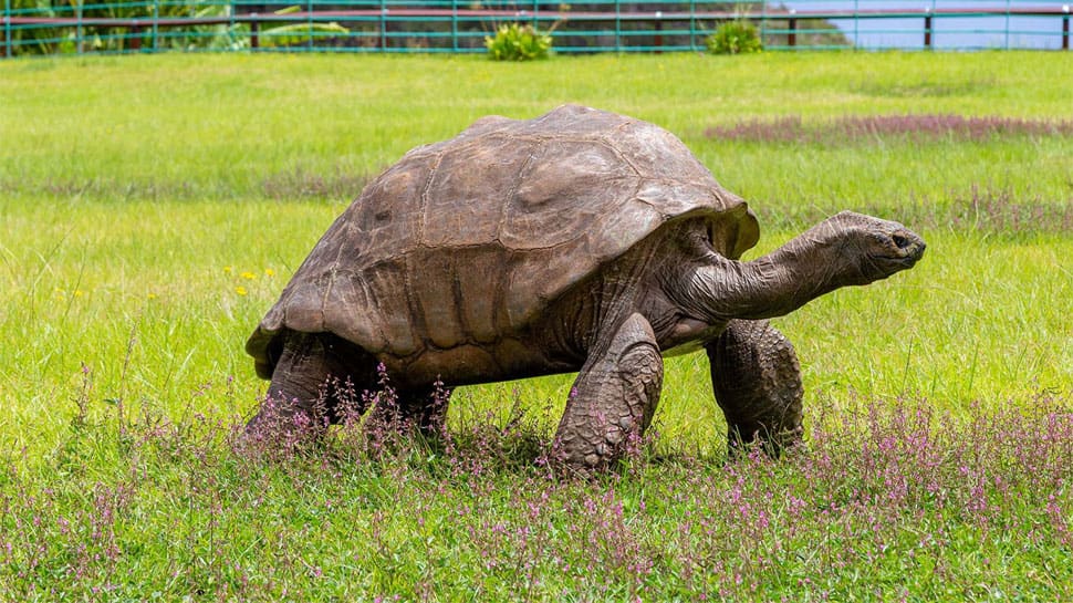 World's Oldest Living Tortoise Who Weighs 182 Kgs World's Oldest Living Tortoise Who Weighs 182 Kgs