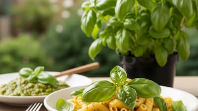 1. Basil: