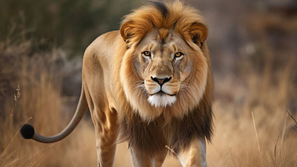 Lions - kills 200 humans per year