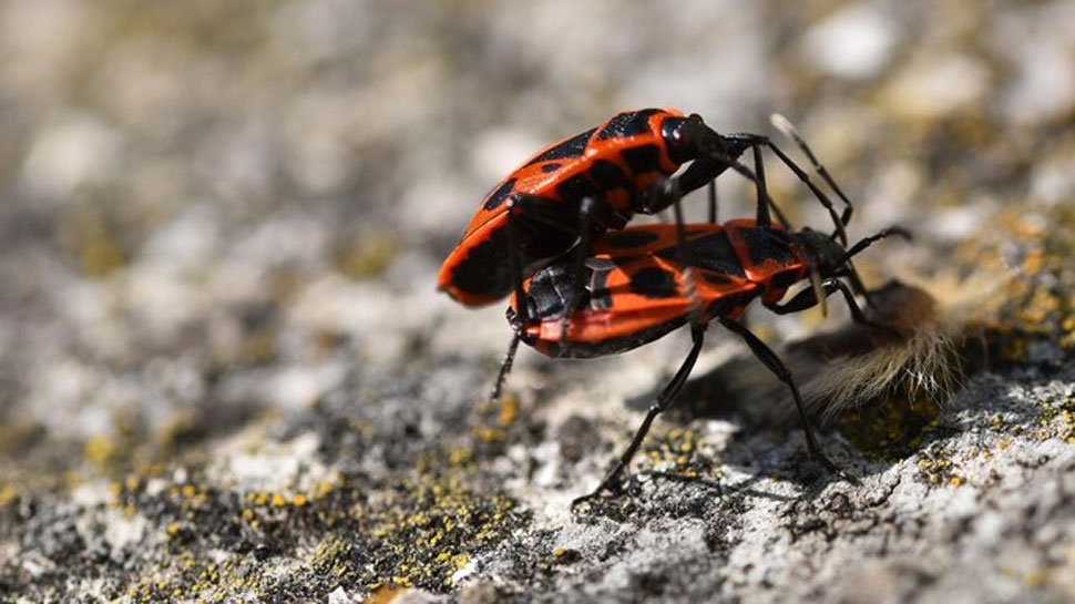 Assassin Bugs (Chagas disease) - kills 10,000 humans per year