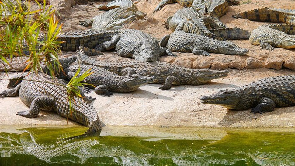 Crocodiles - kills 1,000 humans per year