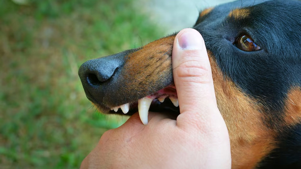 Dogs (rabies) - kills 59,000 per year