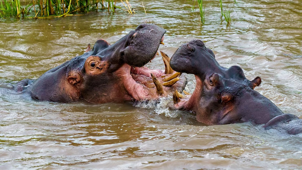 Hippos - kills 500 humans a year