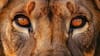 Meet World's Most Dangerous Animal