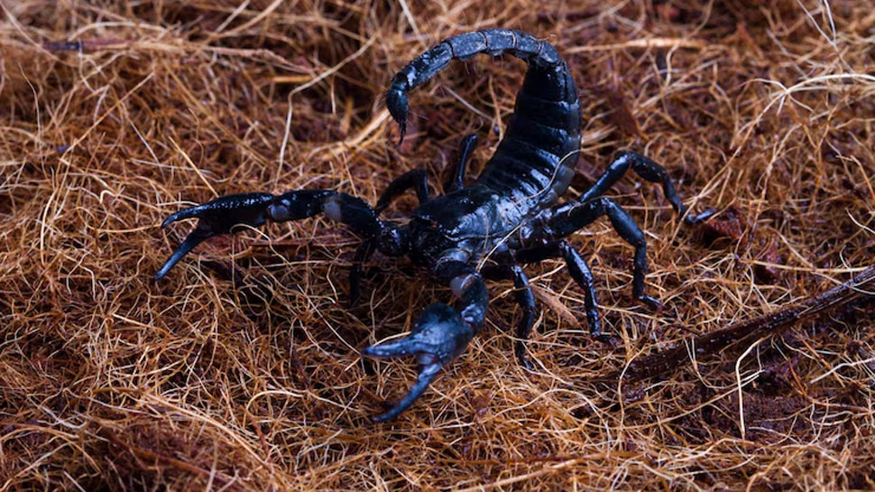 Scorpions - kills 3,300 humans per year