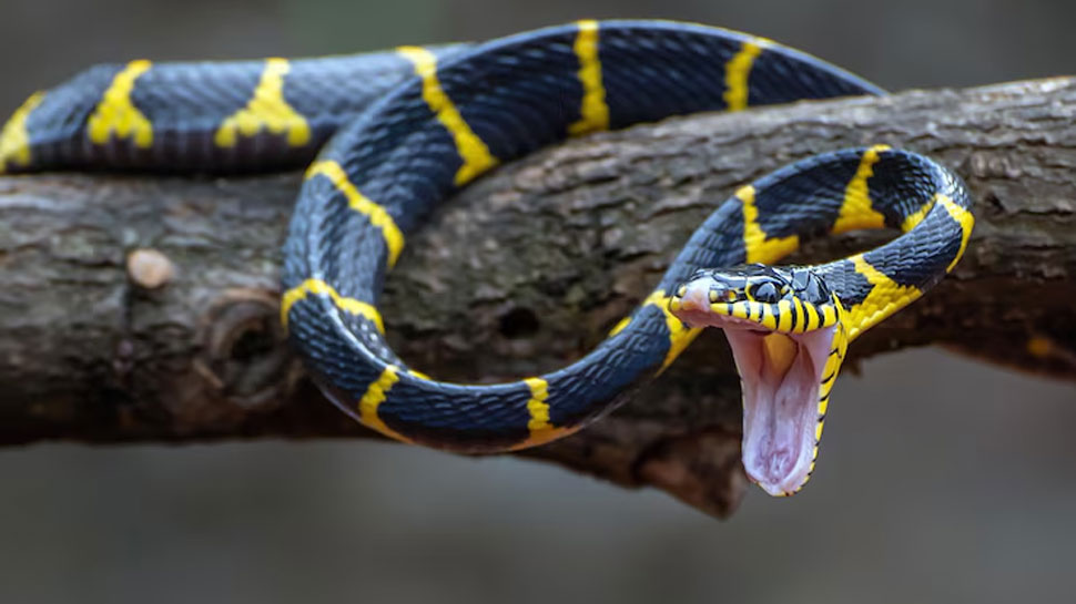 Snakes - kills 138,000 humans per year