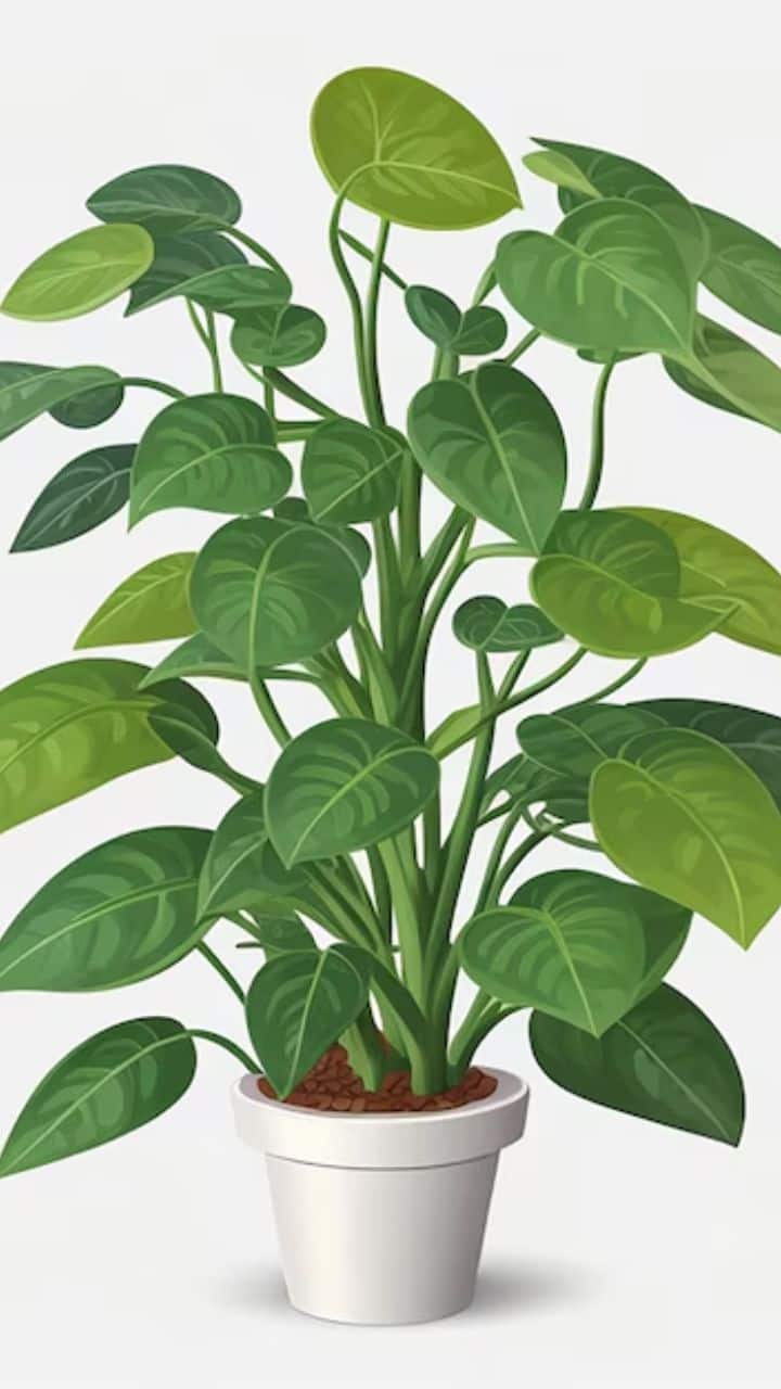 7 Easy Ways To Protect And Maintain Your Money Plant In Monsoon Weather