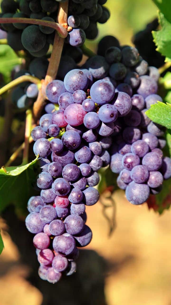 9 Health Benefits Of Eating Grapes Every Day