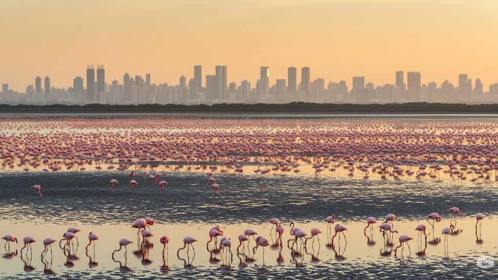 Sewri Mudflats – Sewri