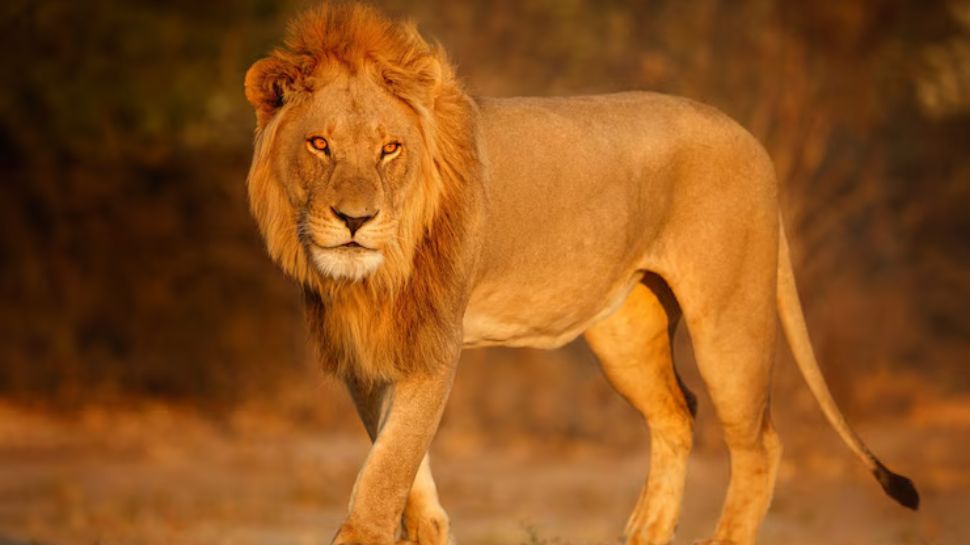 Asiatic Lion