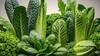  1.Leafy Greens: 