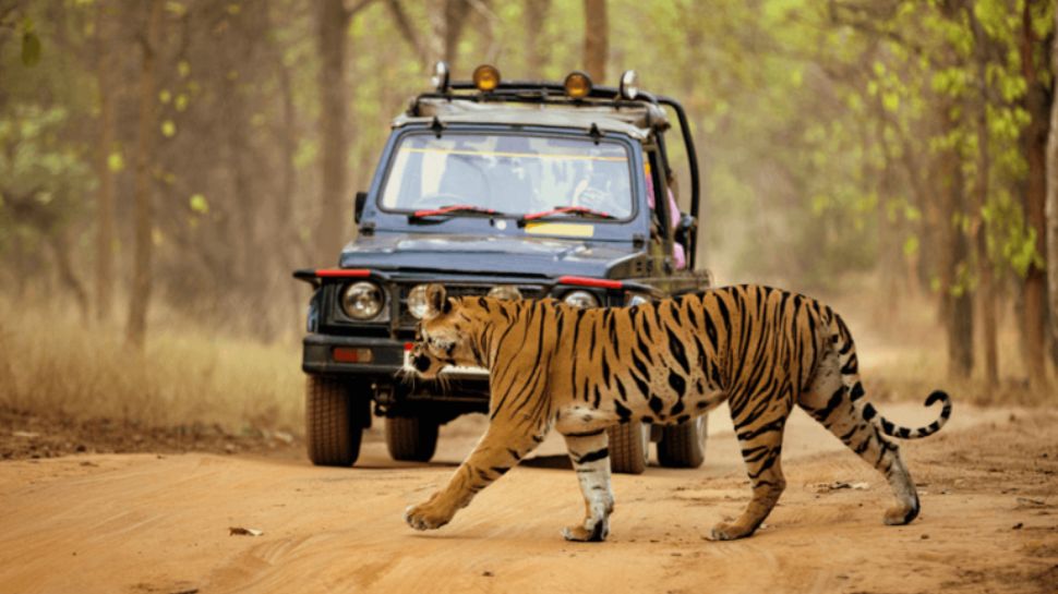 Dandeli, Karnataka – Kayaking & Jungle Safaris