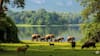Periyar National Park, Kerala